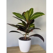 Кротон (Codiaeum variegatum)